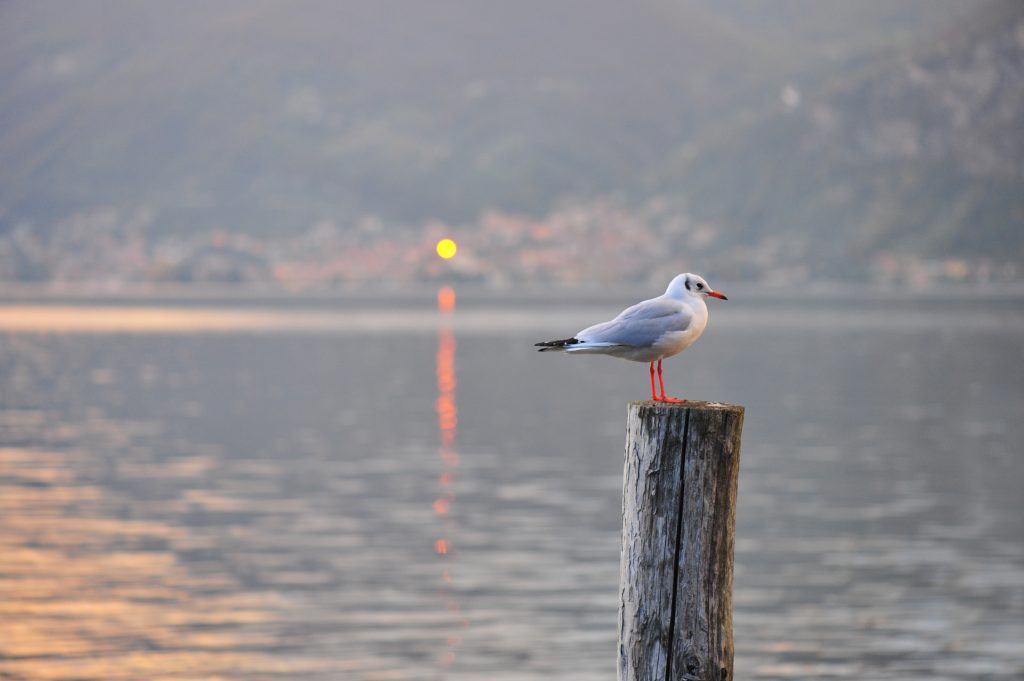 Il Lago d'Iseo Credit: Arianna Mora