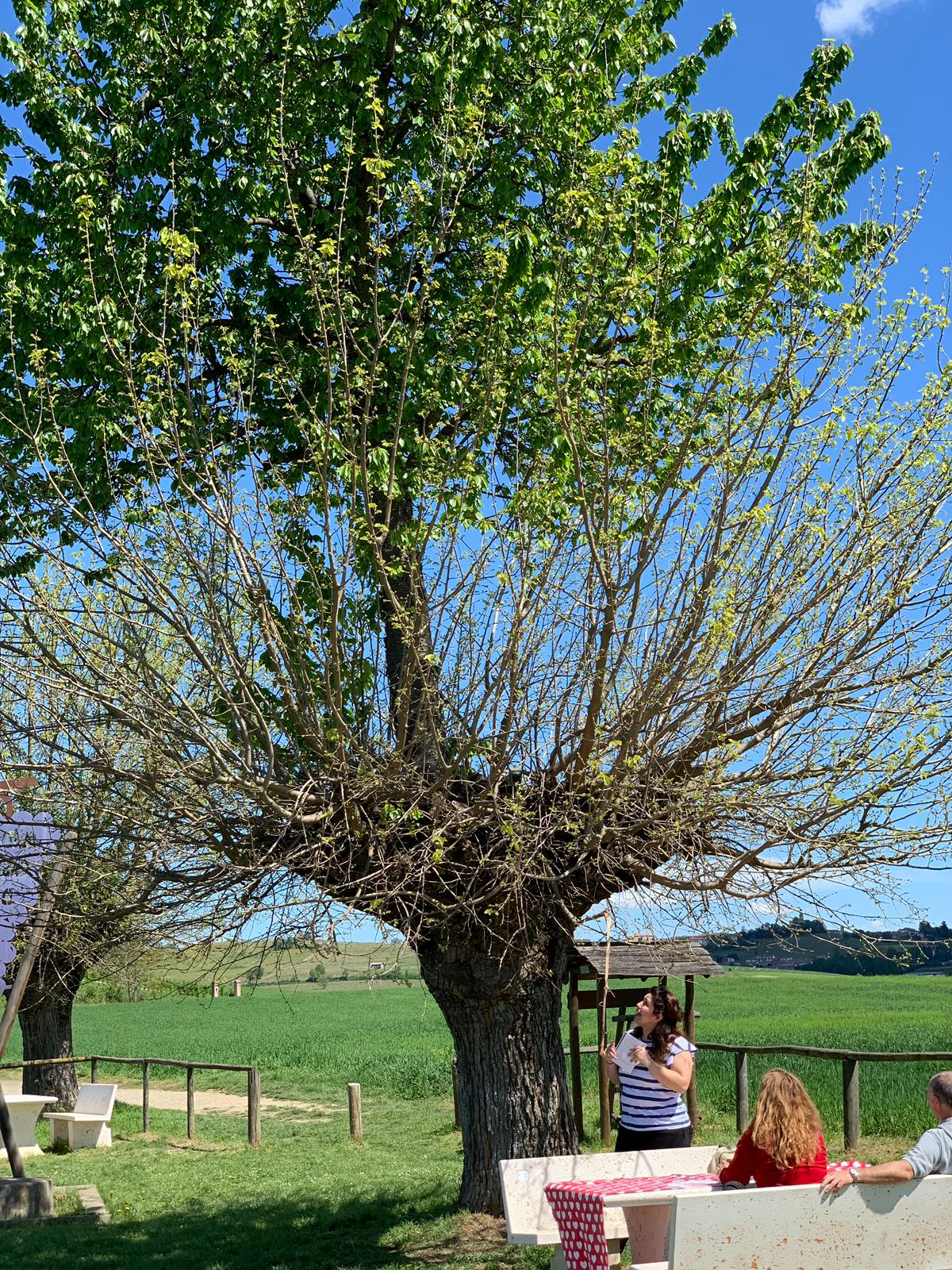 In provincia di Asti, nella strada tra Grana e Catorzo, terra della Malvasia, c'è un paesaggio unico. Un albero su cui sorge un altro albero: il Bialbero